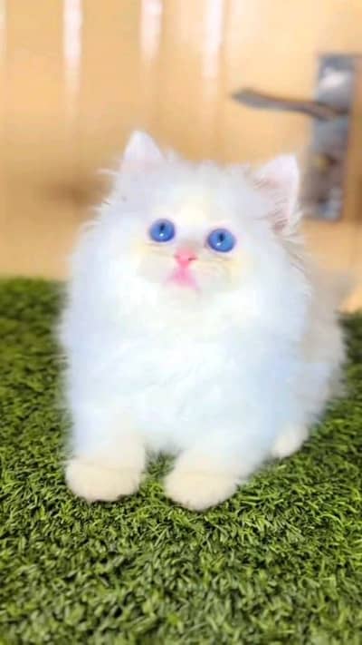 punch face triple coted pairsian kitten for sale