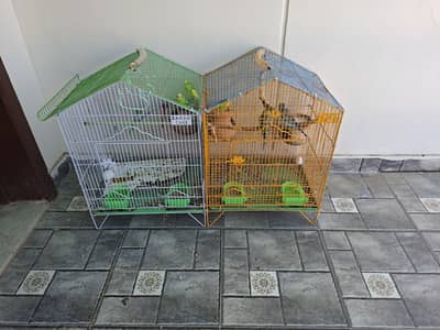 budgies with off springs