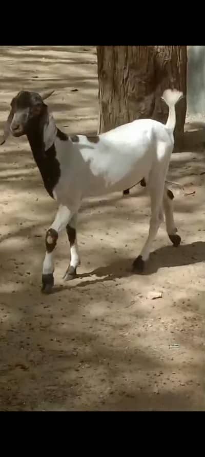 White Tapra Cheena print and Sindh breed Goats available