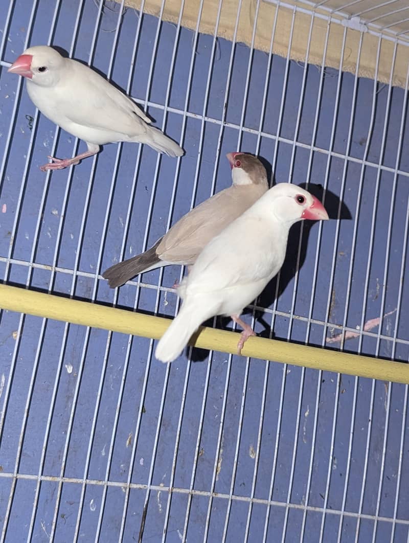 fawn & white java male 0