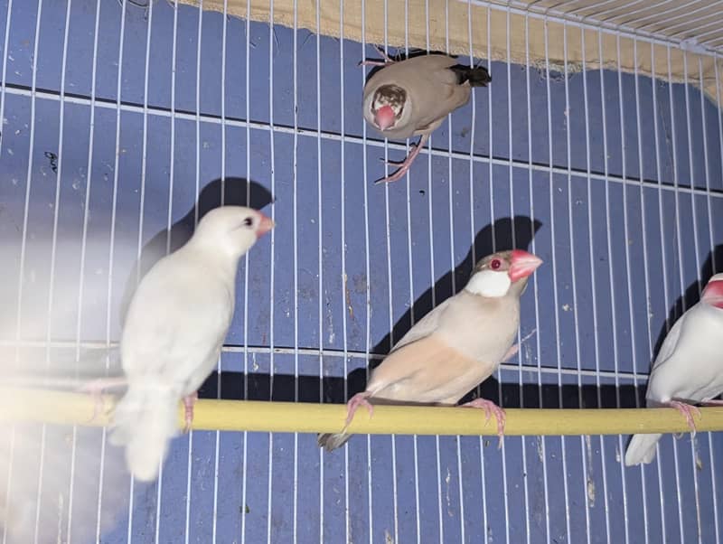 fawn & white java male 1