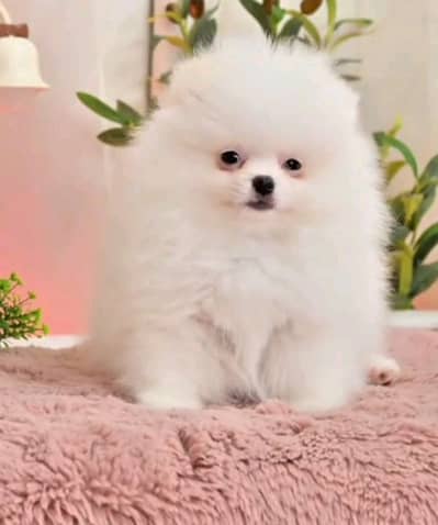 pure pomeranian puppies dog for sale