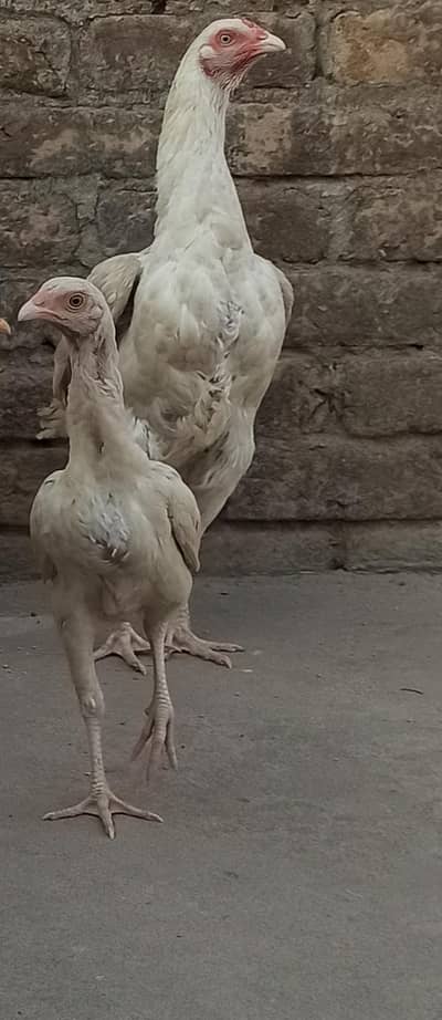 full fiter my aseel hera