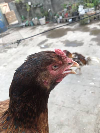 Aseel Mian wali chinna Male + Pure Aseel Mianwali Female