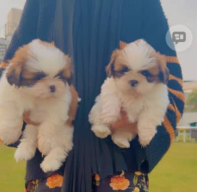 Shitzu puppies
