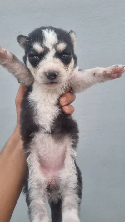 Siberian Husky pair for sale new bron