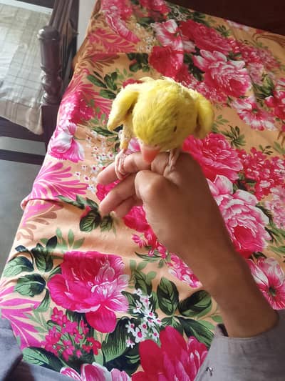 parrot yellow