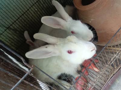 White Rabbit albino 2females 1 maile (With steel Cage)