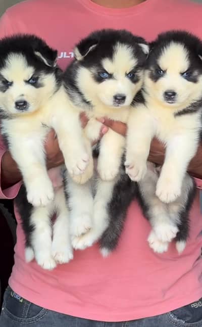 Premium Siberian husky puppy