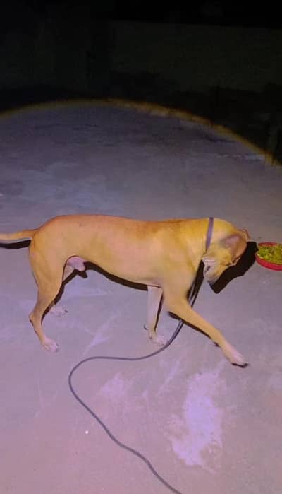 dog har cheez ka shikar karta hai