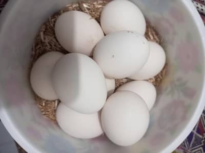 100℅ fertile eggs for sale(Desi and Aseel)