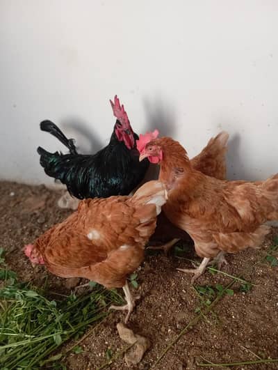 Selling 3 Lohman Brown Hens with an Austrolop Cock