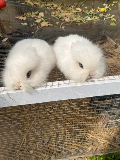 Fancy rabbits for sale, teddy dwarf & hottot dwarf