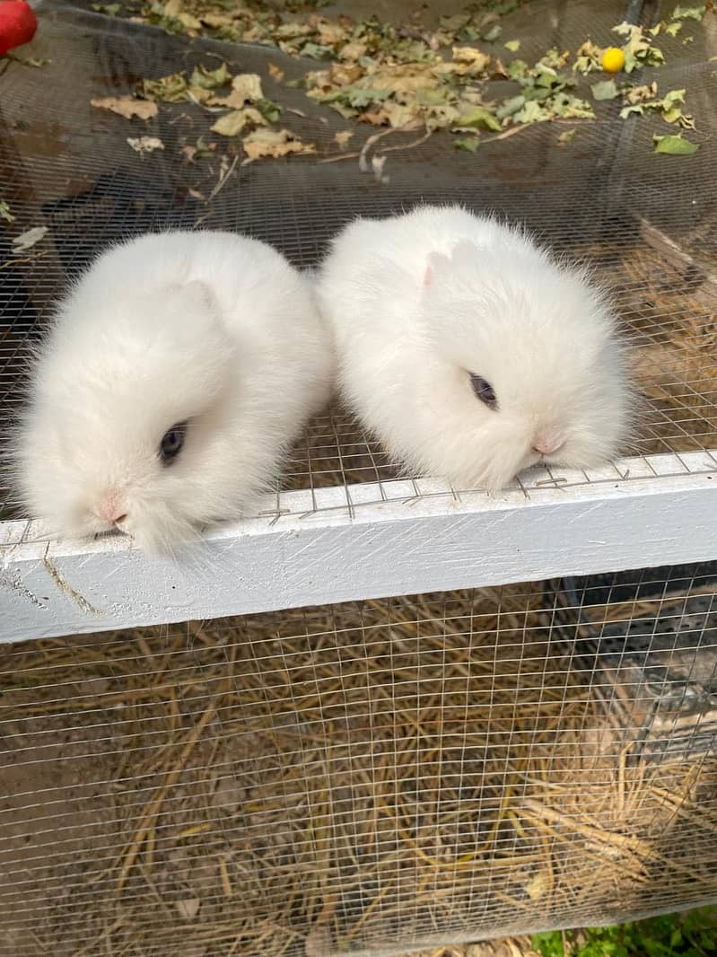 Fancy rabbits for sale, teddy dwarf & hottot dwarf - Rabbits - 1112065666