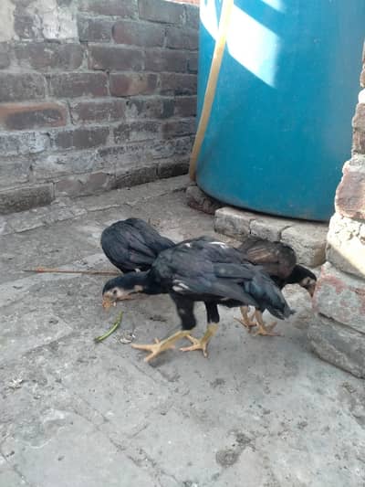 Quality Aseel Chicks For Sale