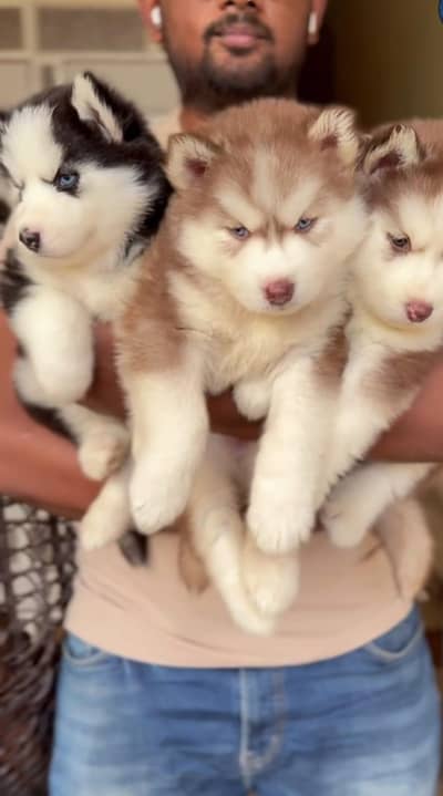 Premium Siberian husky Puppy