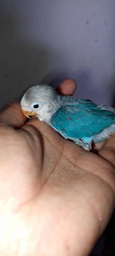 beautiful clr love birds chicks for sale  read full ad plz