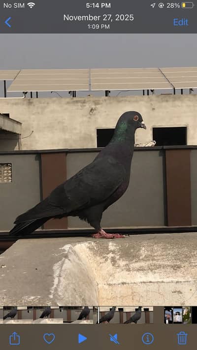 a one pigeon brider pair 1 baby gift buy this pair