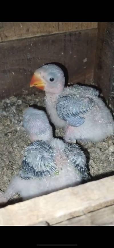 Kashmiri Raw Chick Available