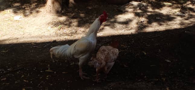 Pure Aseel Heera Murga Old Blood Line