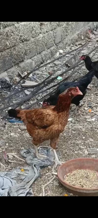 Pure Aseel Lakha Mianwali Murgi Old Blood Line Triple size