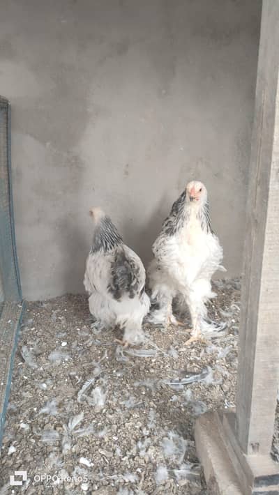 light bharma eagle face blue Colombian