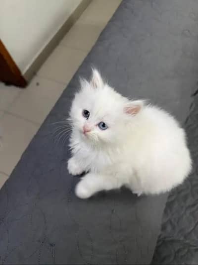 Persian cat for sale my WhatsApp number 0329-26-51-586