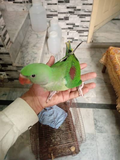 my Raw female Parrot