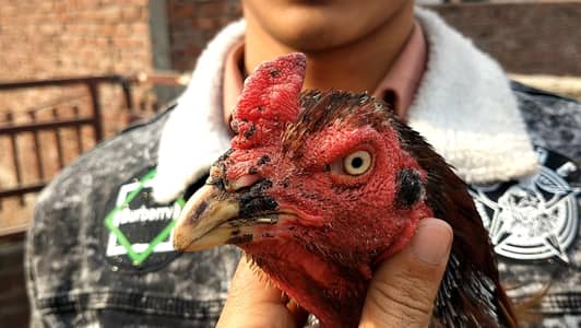 Top Quality One Eye Breeder For Sale