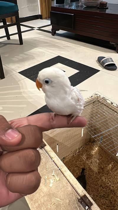 love bird chick available best age for. hand tame