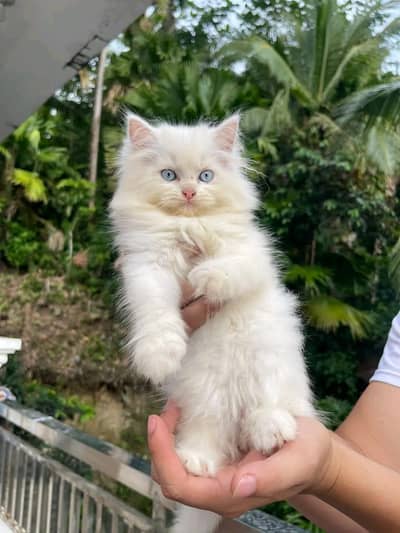 Persian cat for sale my WhatsApp number 0329-26-51-586
