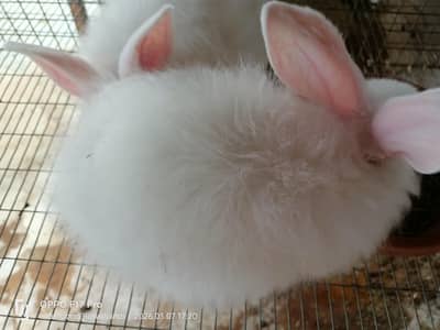 Angora rabbits for sale