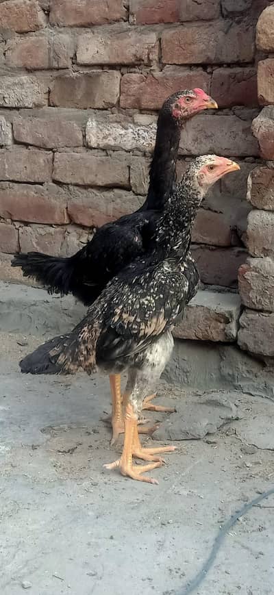 japanese shamo pair pathy