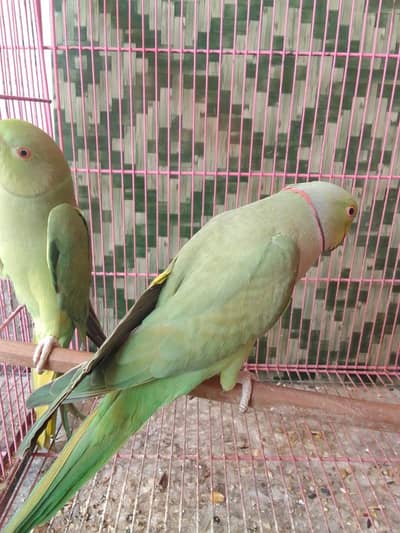 Ring Neck green parrot breeding pair