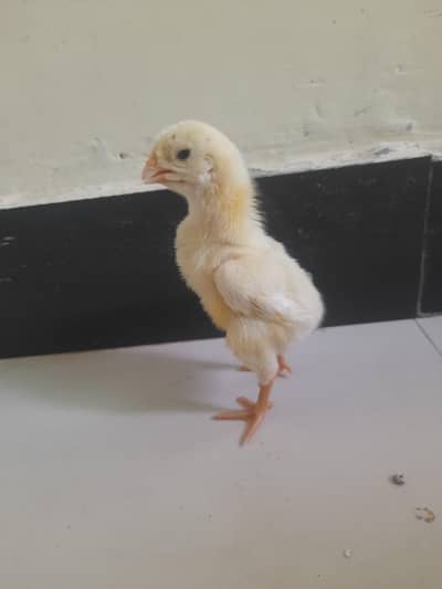 shamo and golden buff chicks