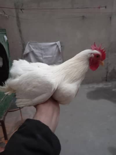 bantam male