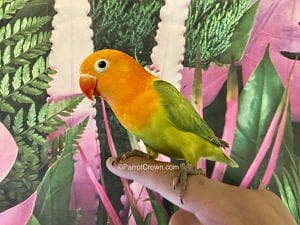 Fly tame green opline spilt pale fallow split B1B2