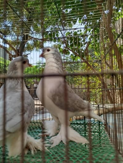 Lavender German sherazi