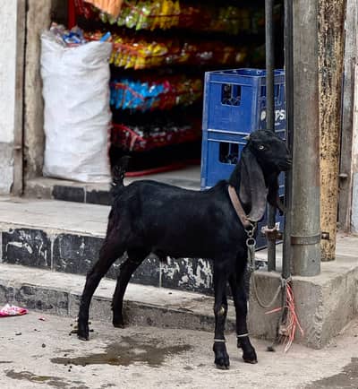 Ambersari pure breeder bacha