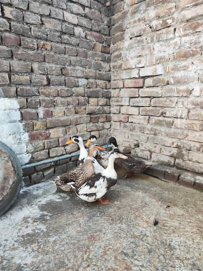 desi ducks