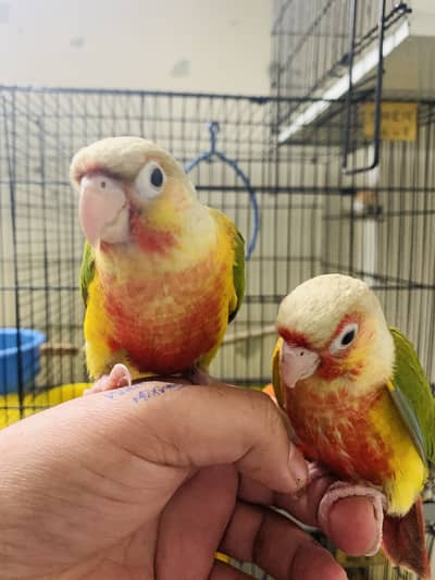 Pineapple conure high red factor