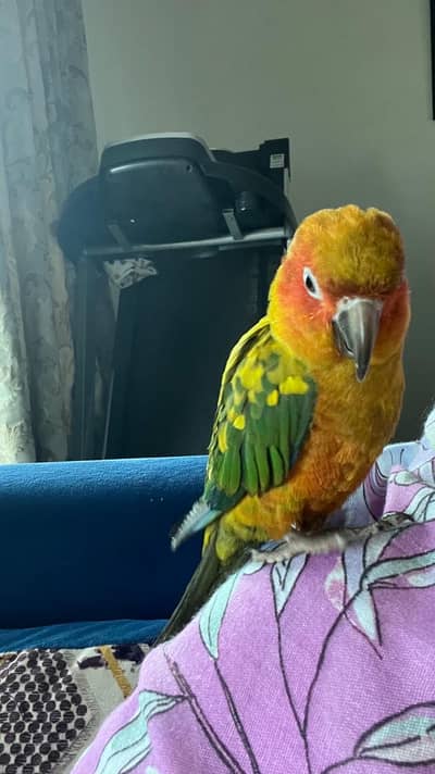Sun Conure Female for Sale