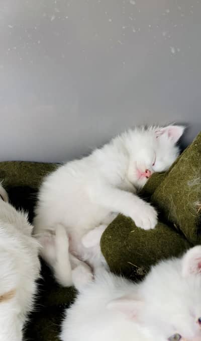 Persian Tripple Coated Kittens Available