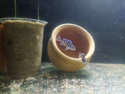Danios and zibra ciklite