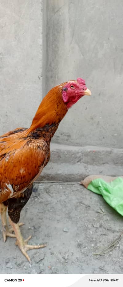 Big Size Aseel Murga