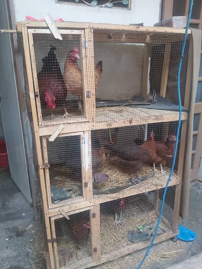 2 Murghy or 6 Murgiyan Golden Misri