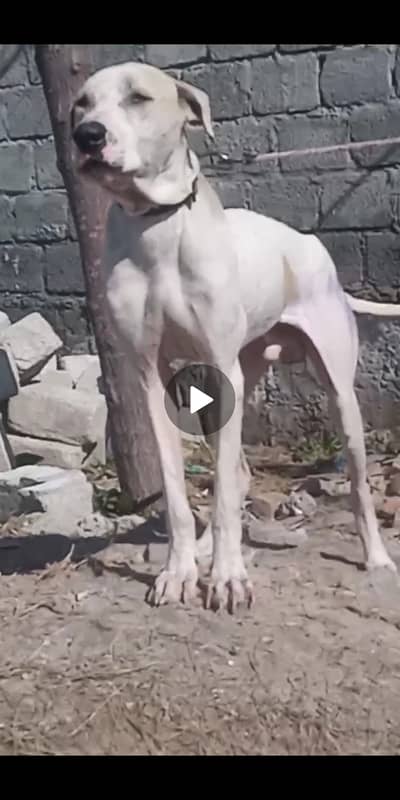 Bully patha for sale