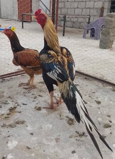 Aseel Java murgha for sale.