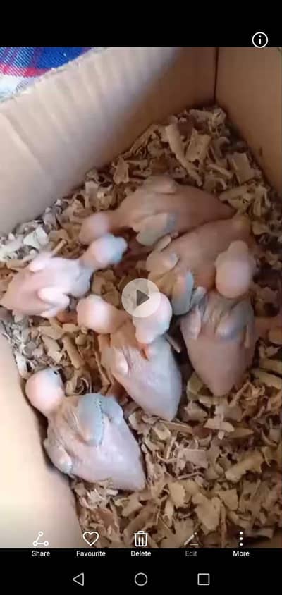 Green ringnik chiks for sale