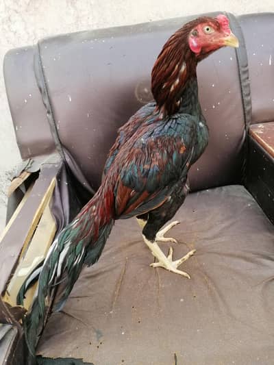 lakha muskhi home breed